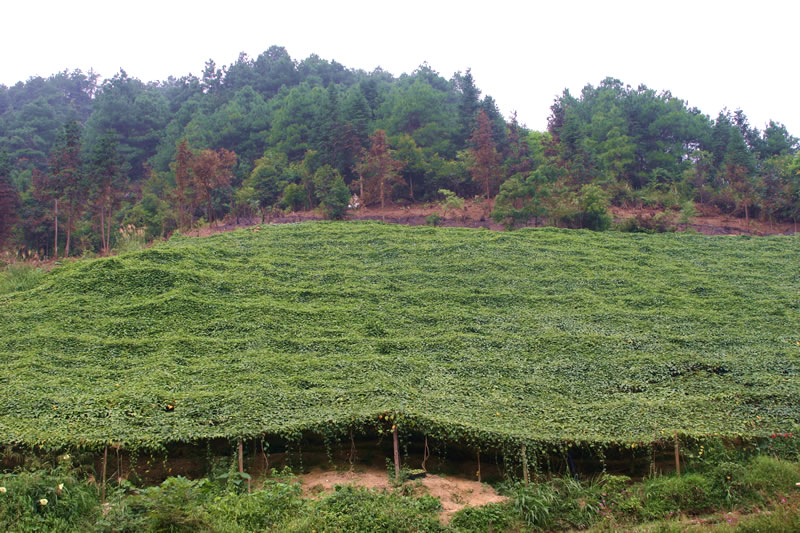Lakanto farm